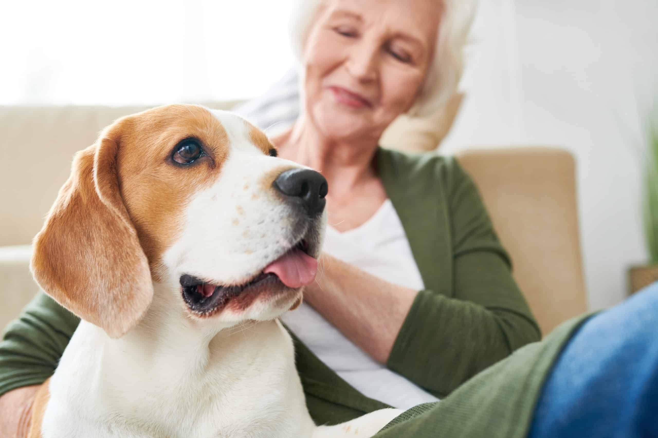 Beagle Dog with Senior Owner
