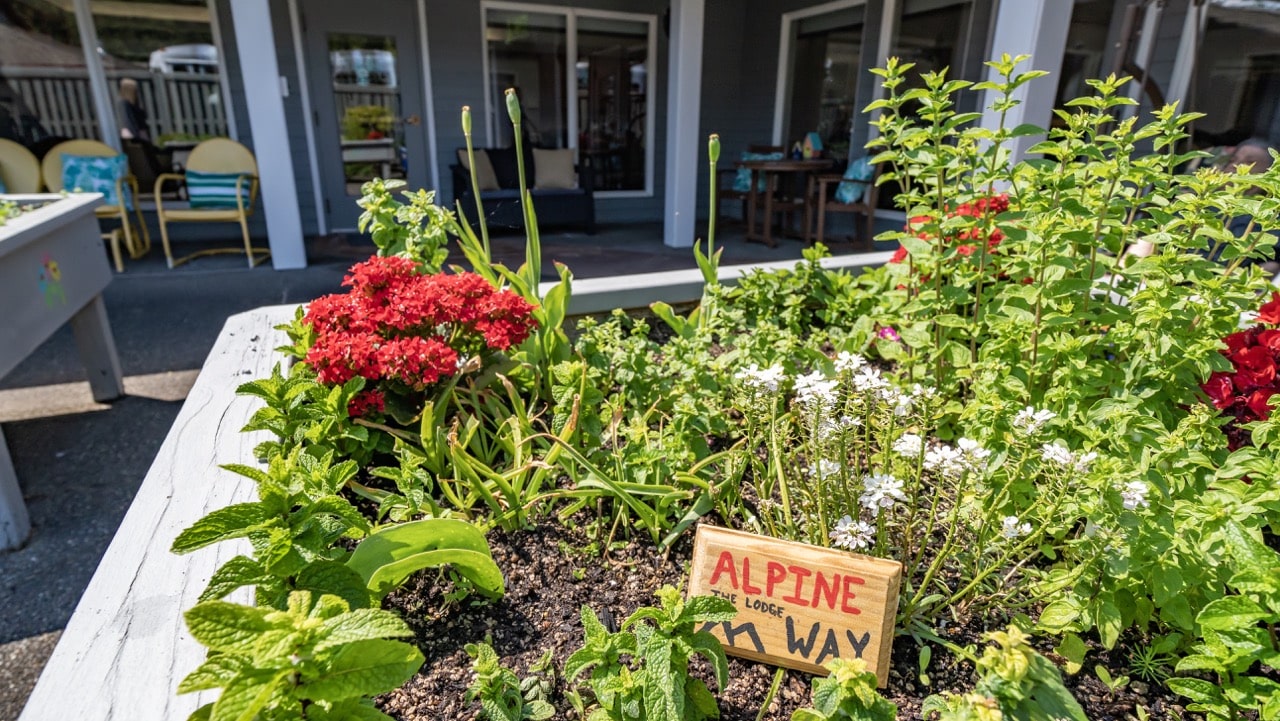Alpine Way gallery 2